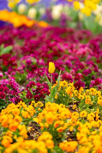 Tulpen in de bloemenzee