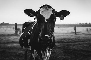 Kuh auf der Wiese von Nathan Okkerse