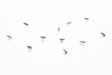 tureluurs op het wad van Danny Slijfer Natuurfotografie