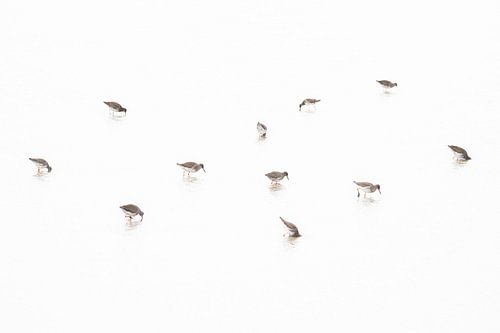 tureluurs op het wad