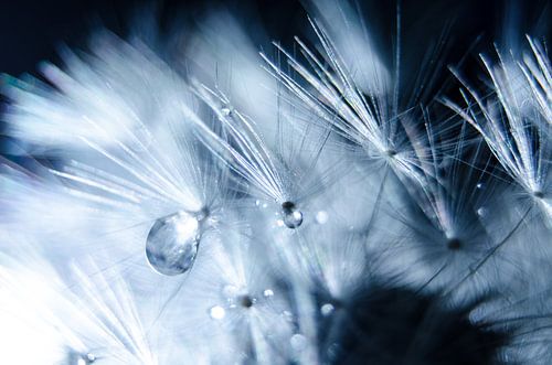 Water droplets on a dandelion