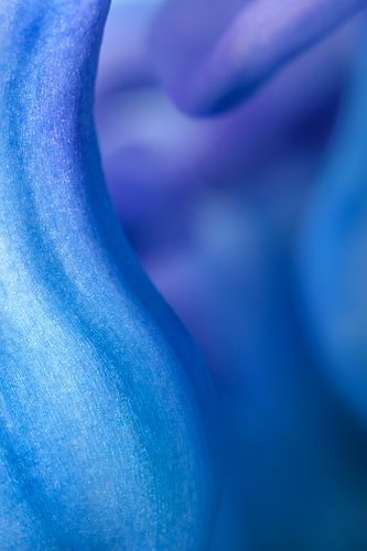 Organische vormen in de natuur