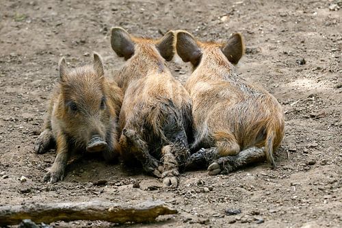 Cochon sauvage grognements