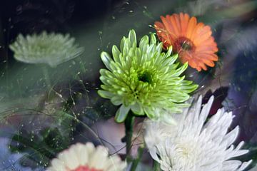 Astra and Gerbera flowers by Marianna Pobedimova