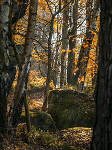 Papststein, Sächsische Schweiz - Wald nahe Hunskirchenblick