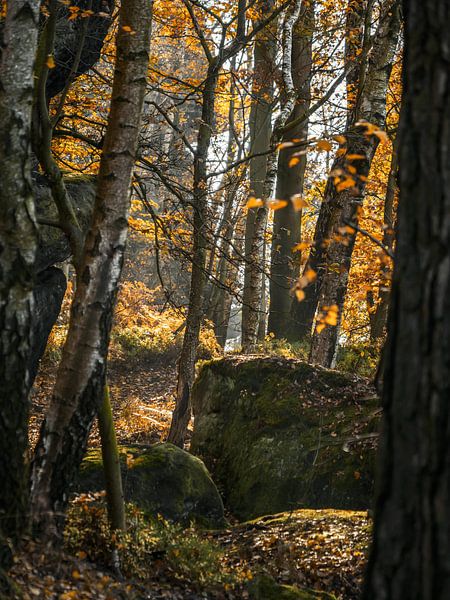 Papststein, Sächsische Schweiz - Wald nahe Hunskirchenblick von Pixelwerk
