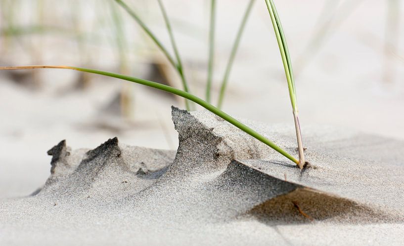 strandduintjes von Hilbert Booij