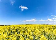 Rapsfeld bei Glutzow, Poseritz von GH Foto & Artdesign Miniaturansicht