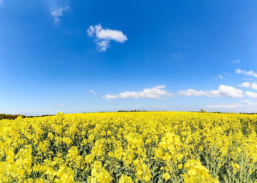 Rapsfeld bei Glutzow, Poseritz von GH Foto & Artdesign