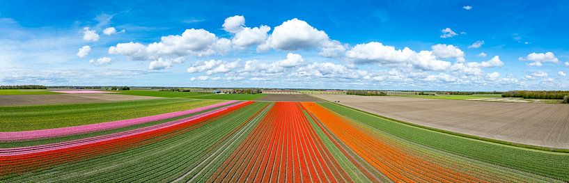 Tulips in agricutlural fields during springtime seen from above by Sjoerd van der Wal Photography