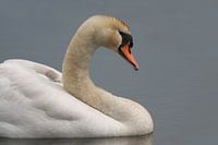 Zwaan met jong