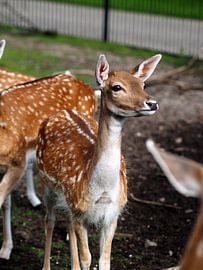 Cerf, parc de Sonsbeek sur Edwin Arendts