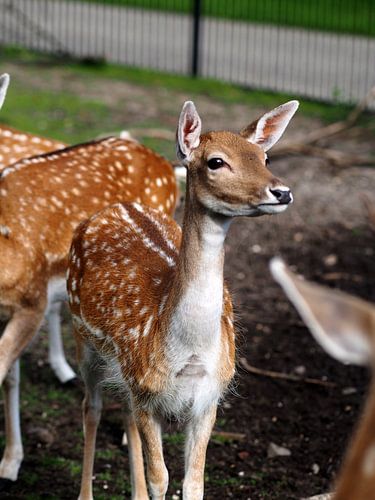 Deer, Sonsbeek Park