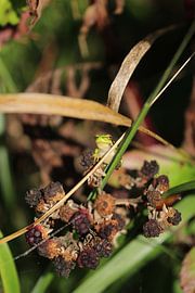 Groen boomkikkertje van Eline Lohman
