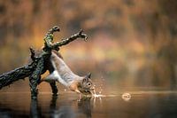 Eichhörnchen fleißig für Nuss