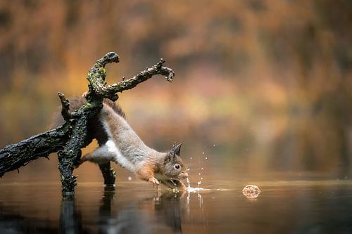 Eichhörnchen fleißig für Nuss