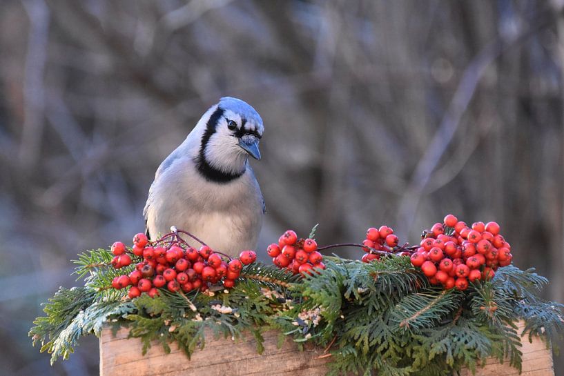 A blue jay in autumn by Claude Laprise