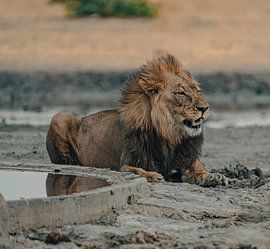 Lion in Namibia, Africa by Patrick Groß