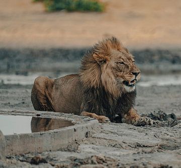 Leeuw in Namibië, Afrika van Patrick Groß