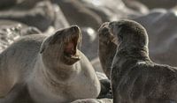 Fighting Seals van BL Photography thumbnail