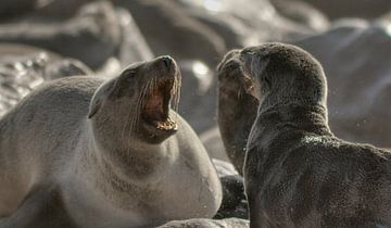 Fighting Seals van BL Photography