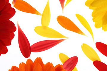 Yellow, red and orange gerbera's (1) by André Blom Fotografie Utrecht