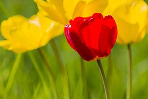 Lente, Rood over Geel van Bas Berkhuijsen