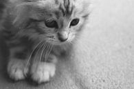 Schattige Maine Coon Kitten van Kimberly de Pater thumbnail