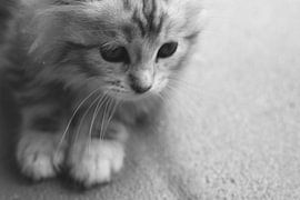Schattige Maine Coon Kitten von Kimberly de Pater