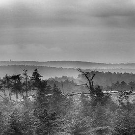 Les dunes dans le brouillard sur jeroen akkerman