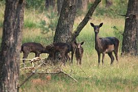 Cerfs rouges dans le Veluwe