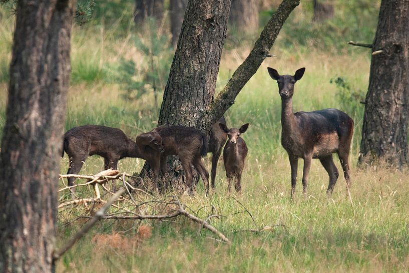 Red deer in the Veluwe by Gert Hilbink