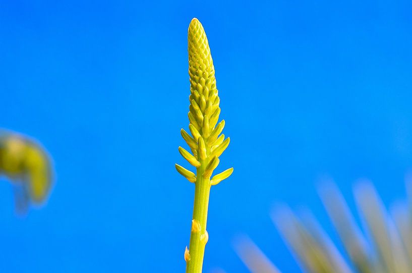 Aloe vera in eigen tuin van Karel Frielink