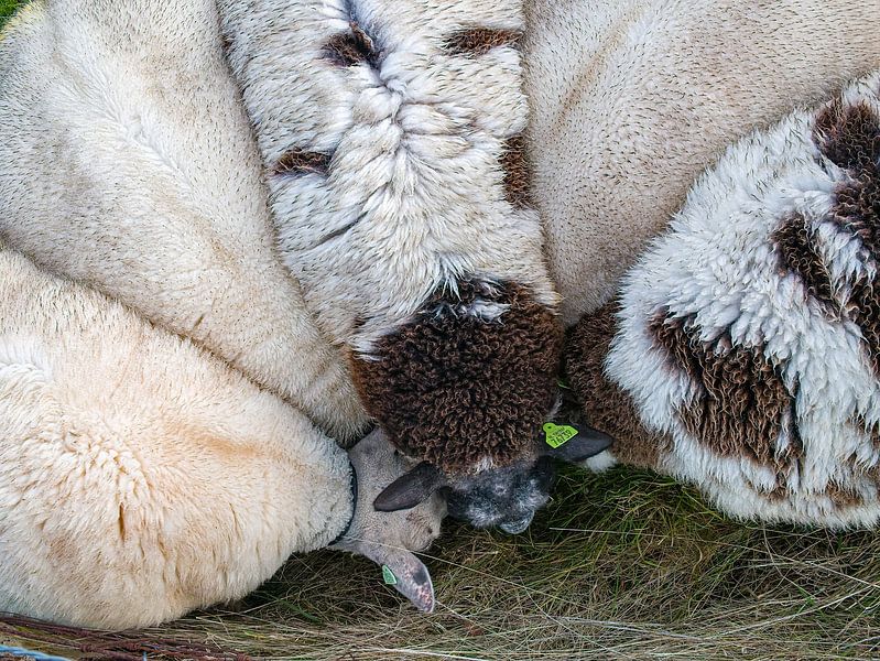 Sheep by Han van der Staaij