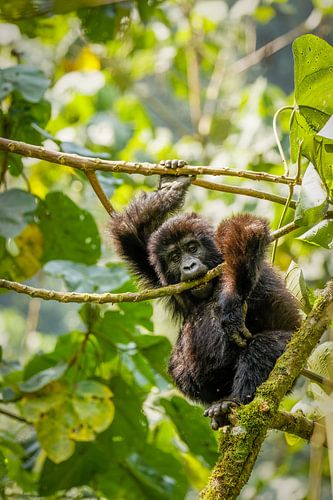 Een schattige baby berggorilla.