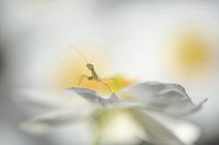 Between the flower