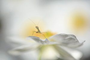 Between the flower