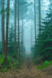 Vue dans un paysage de pins brumeux par une belle journée d'automne. sur Sjoerd van der Wal Photographie