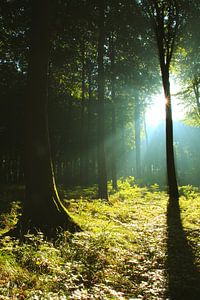 Sonnnenstrahlen im Wald