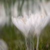 Weißer Krokus mit Doppelbelichtung. von Janny Beimers