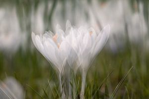 Weißer Krokus mit Doppelbelichtung.