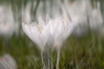 Witte krokussen met dubbele exposure. van Janny Beimers