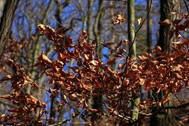 Vorfrühling von Thomas Jäger