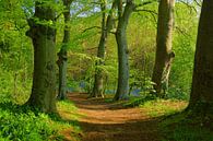 Forêt de hêtres à Haarlem par Michel van Kooten Aperçu