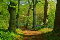 Beech forest in Haarlem