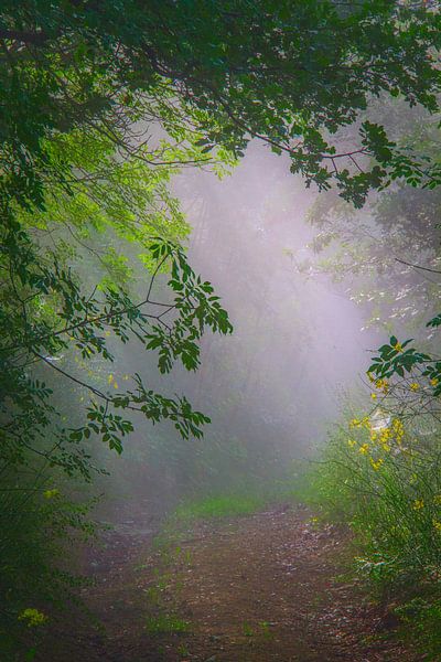 Nebliger umbrischer Mai-Morgen von Images from a hillside in Umbria