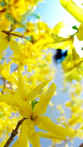 forsythia