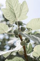 Vijgenboom in Puglia