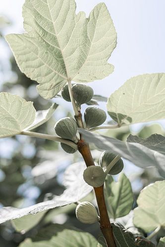 Vijgenboom in Puglia