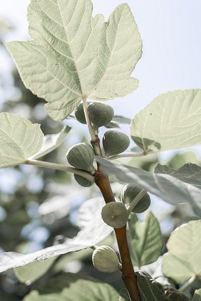 Vijgenboom in Puglia van DsDuppenPhotography